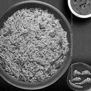 Singapuri Chilli Rice [Chicken]