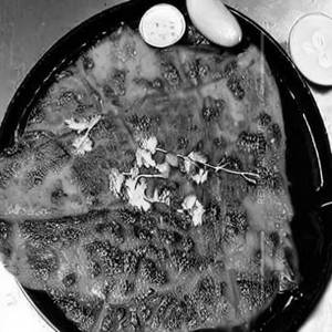 Pomfret Tawa Fry
