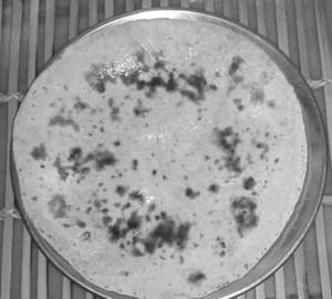 Butter Tawa Roti