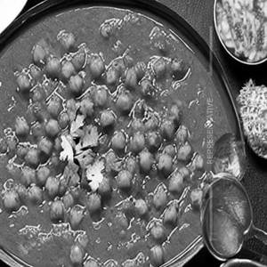Channa Mughlai