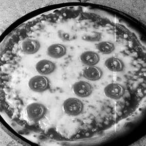 Margherita