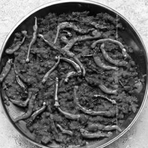 Hot pepper dry