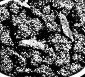 Mutton Bhuna