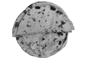 Tandoori Roti