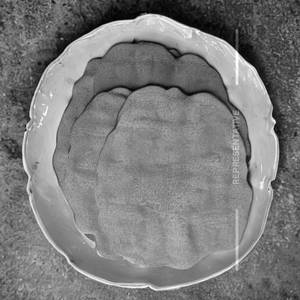 Timballo