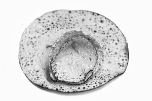 Papad