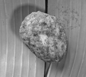 Egg Fry