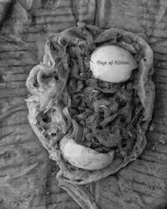 Egg Elai Parrota