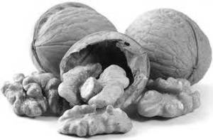 Walnut Big