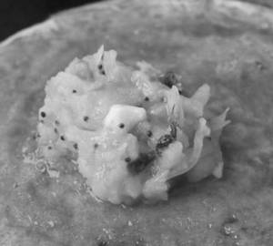 Podi Masala dosa 