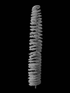 Peri Peri Twisters