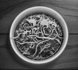 Manchow Soup