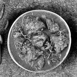 Moghali chicken curry