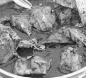 Gongura chicken curry