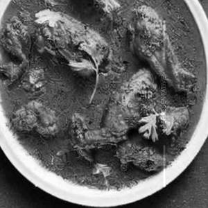 Sehezwan chicken