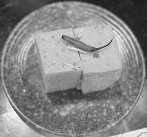Dhokla (2 Pcs)