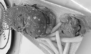 Melting Point Special Multigrain Sandwich