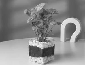 Syngonium Plant In Glass Square Pot