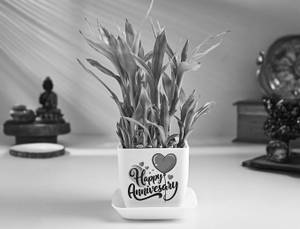 Lucky Bamboo For Anniversary