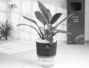 Graceful Peace Lily In Self Watering Planter