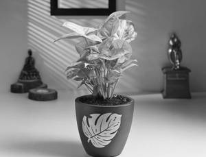 Syngonium Plant In Golden Leaf Terracotta Pot