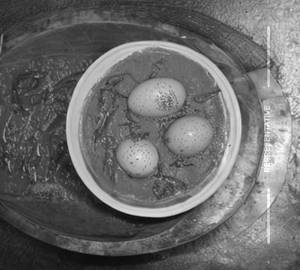 Egg Curry