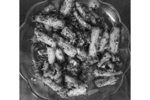 Baby Corn Salt N Pepper