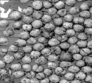 Roasted channa