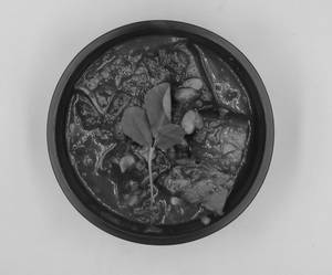 Smoked Pork Anishi Curry