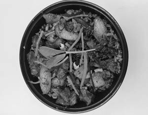 Naga Smoked Pork Fried Rice