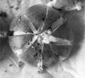 Korean Bun