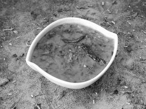 Dhabha Dal
