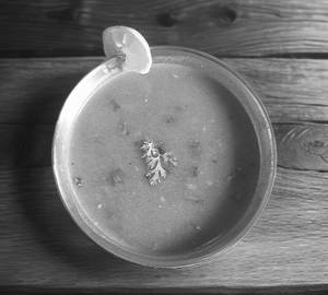 Ragi Soup (Winter Fit)