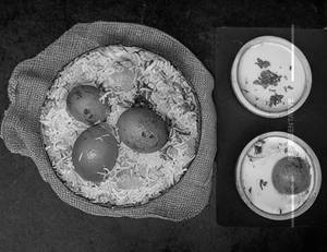 Egg Biryani
