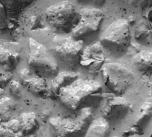 Butter chicken with bone