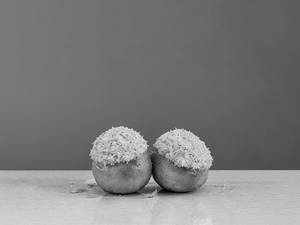 Toasted Coconut Timbit