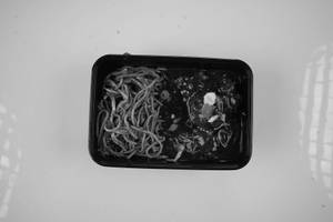 Manchurian With Chowmein