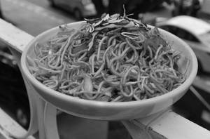 Singapure Chommein Half