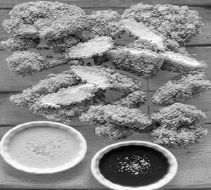 Crunchy Oyster Mushroom
