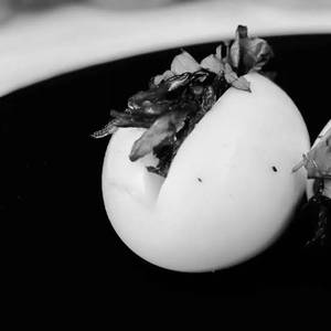 Egg Bejo