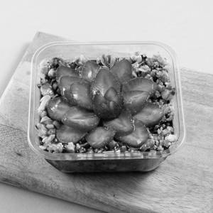 Strawberry Chocolate Almond Crunch Gateau - Delforme