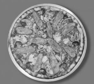 Peri Peri Grilled Chicken Spicy Pizza