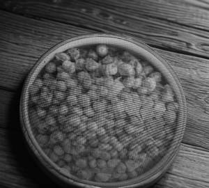 Green Peas Garlic Fry