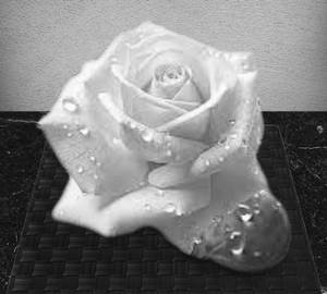 White Rose