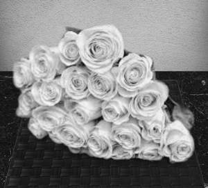 Yellow Rose