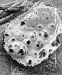 Roti Butter