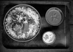 Special mutton biryani