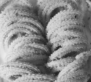 Mullu Murukku