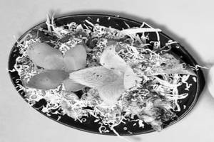 Cheese Tukdi