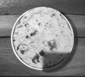 Roti